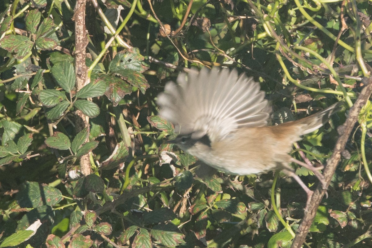 Cetti's Warbler - ML645515571