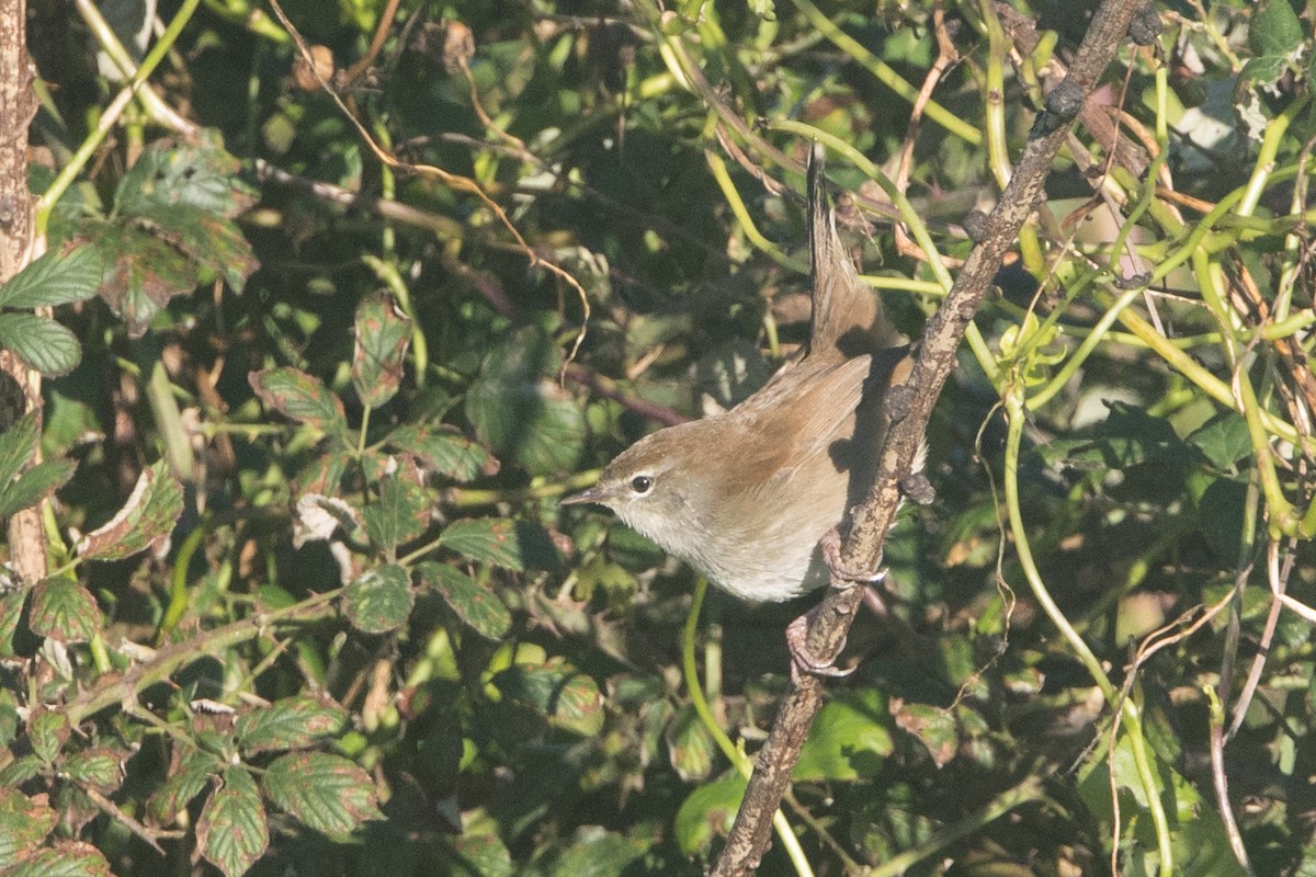 Cetti's Warbler - ML645515572