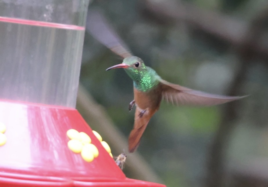 Buff-bellied Hummingbird - ML645515573