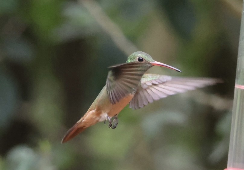 Buff-bellied Hummingbird - ML645515574