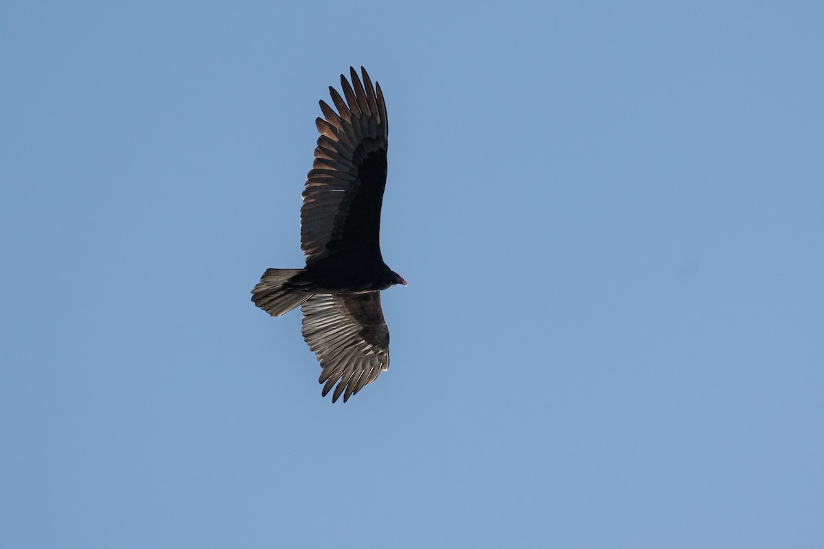 Turkey Vulture - ML645515575