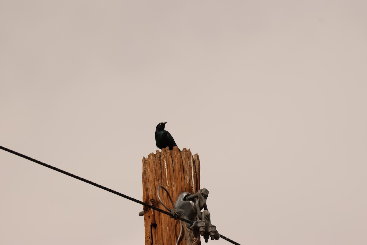 Brewer Karatavuğu - ML645515577