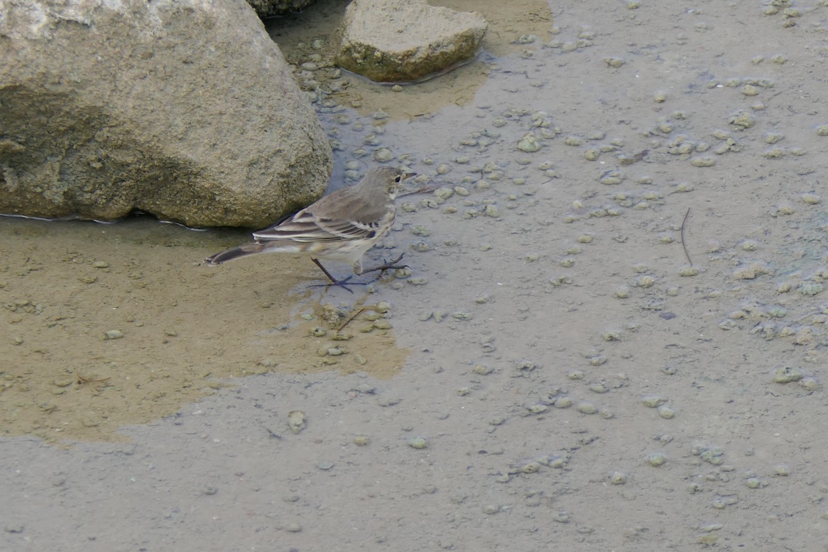 American Pipit - ML645515579