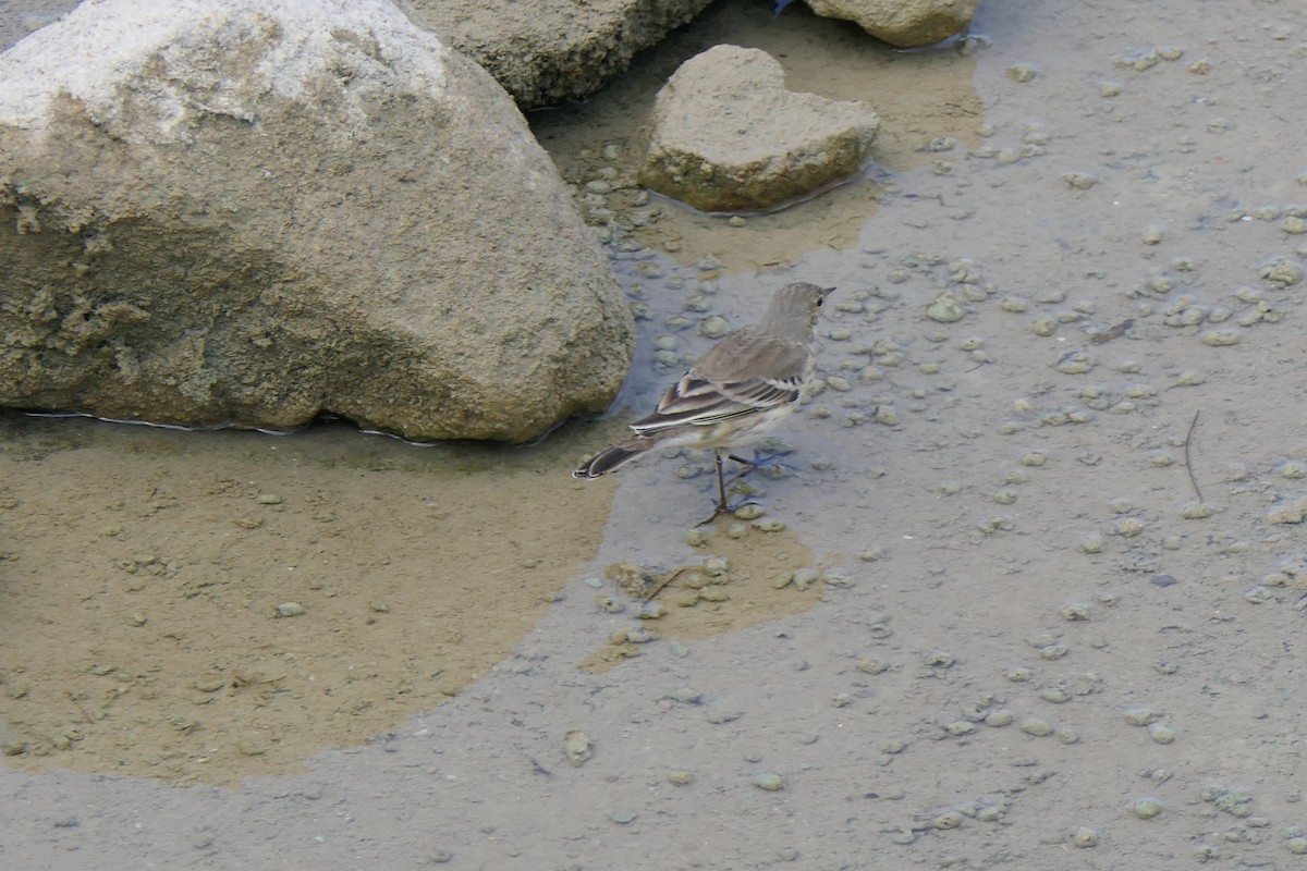 American Pipit - ML645515580