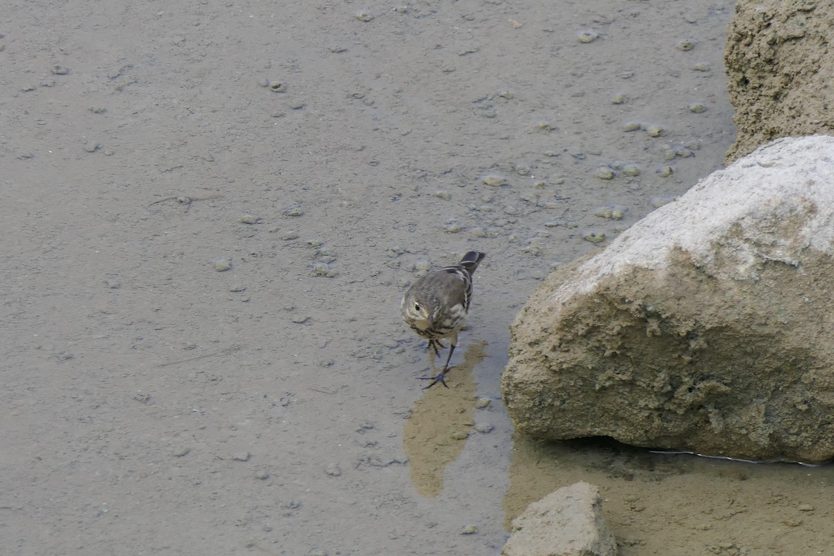 American Pipit - ML645515581