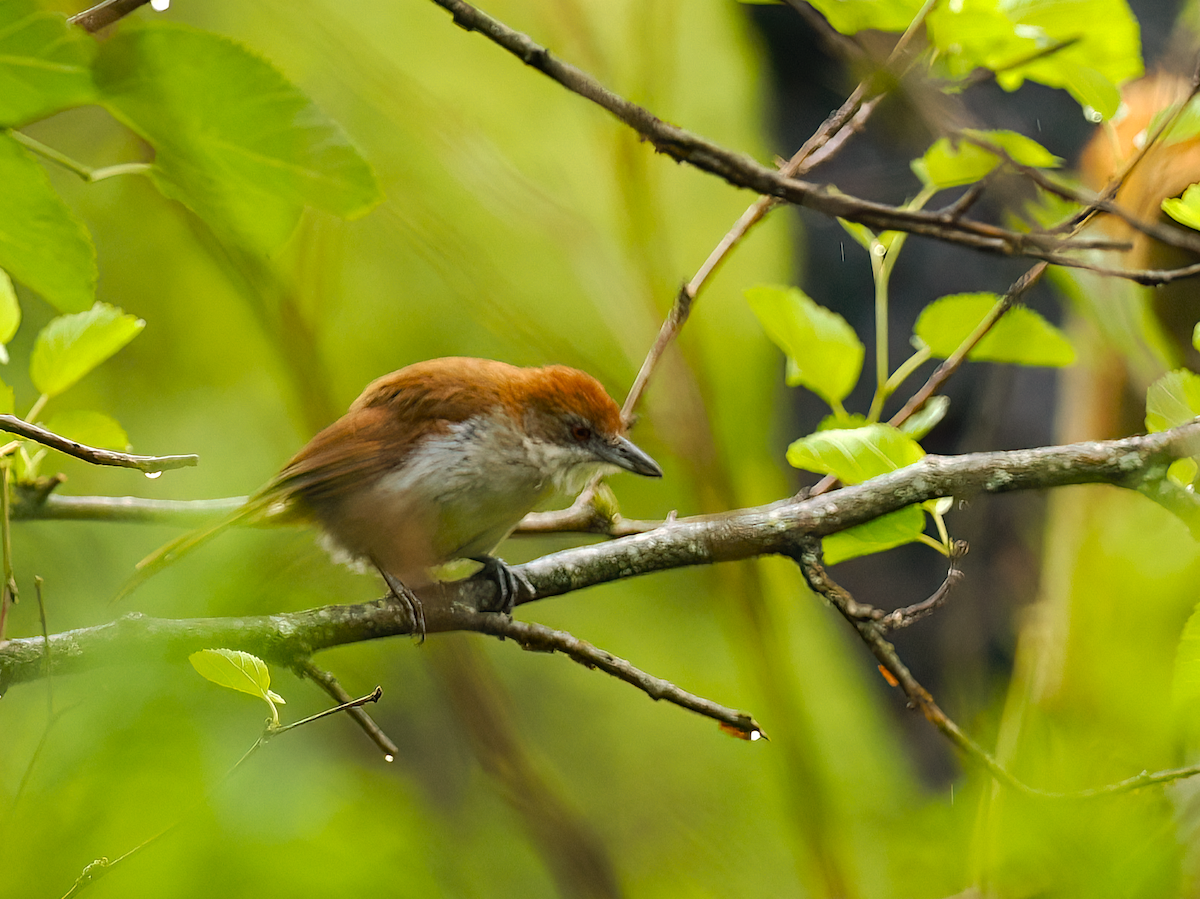 Great Antshrike - ML645515582