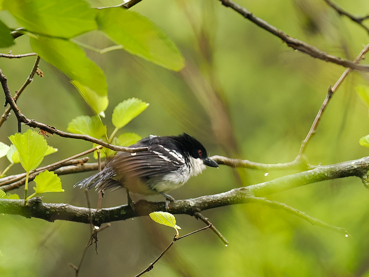 Great Antshrike - ML645515583