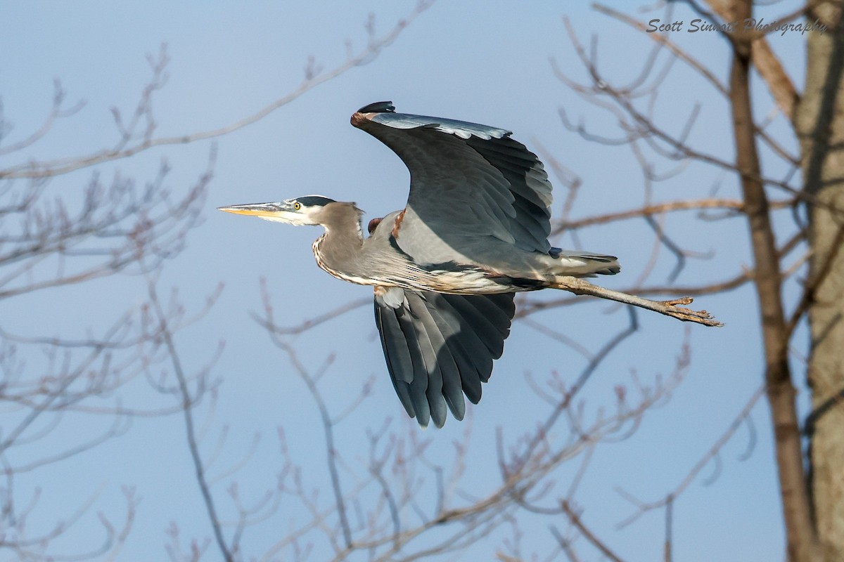 Great Blue Heron - ML645515584