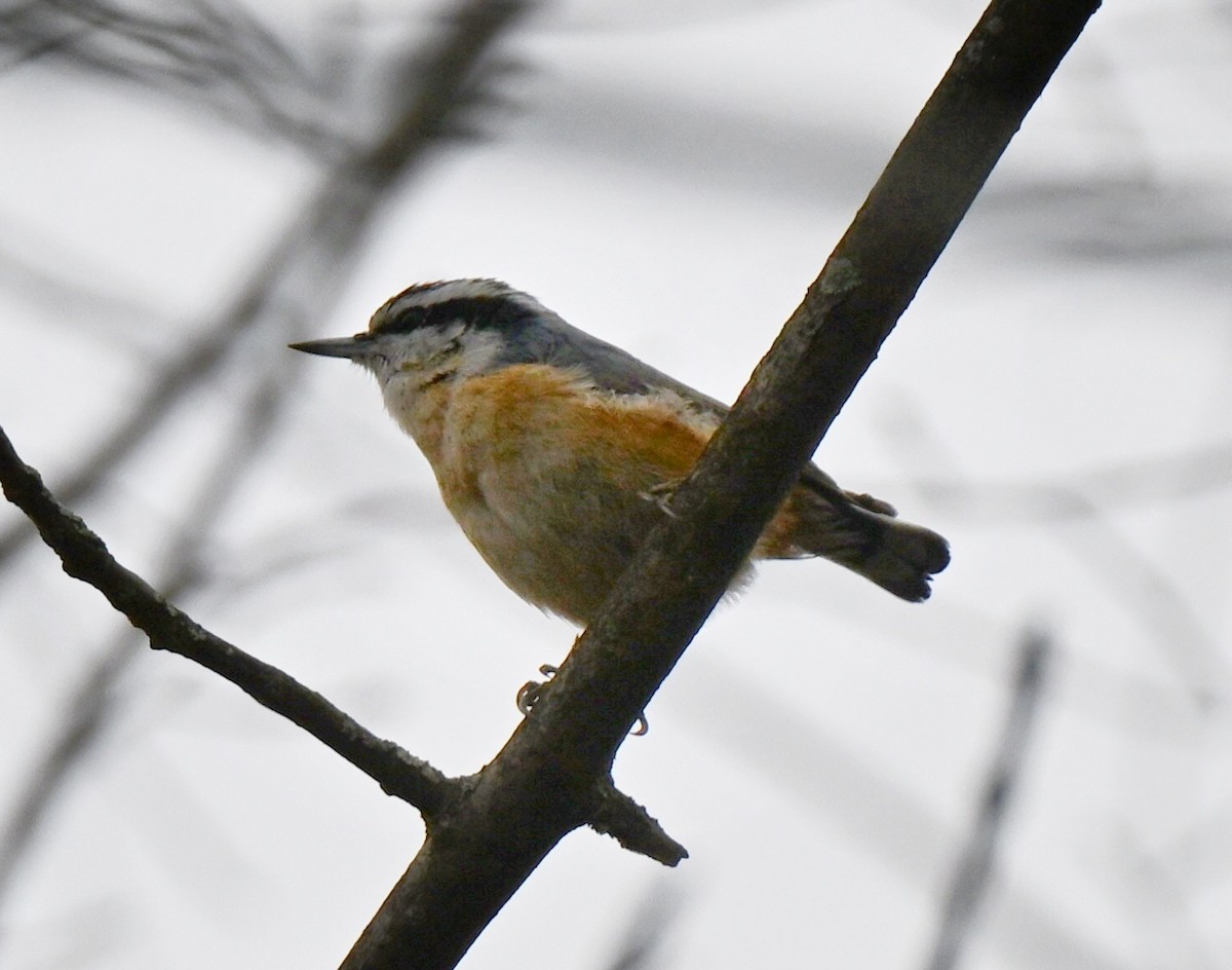 Red-breasted Nuthatch - ML645515586
