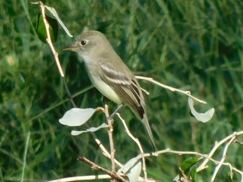 Least Flycatcher - ML645515587