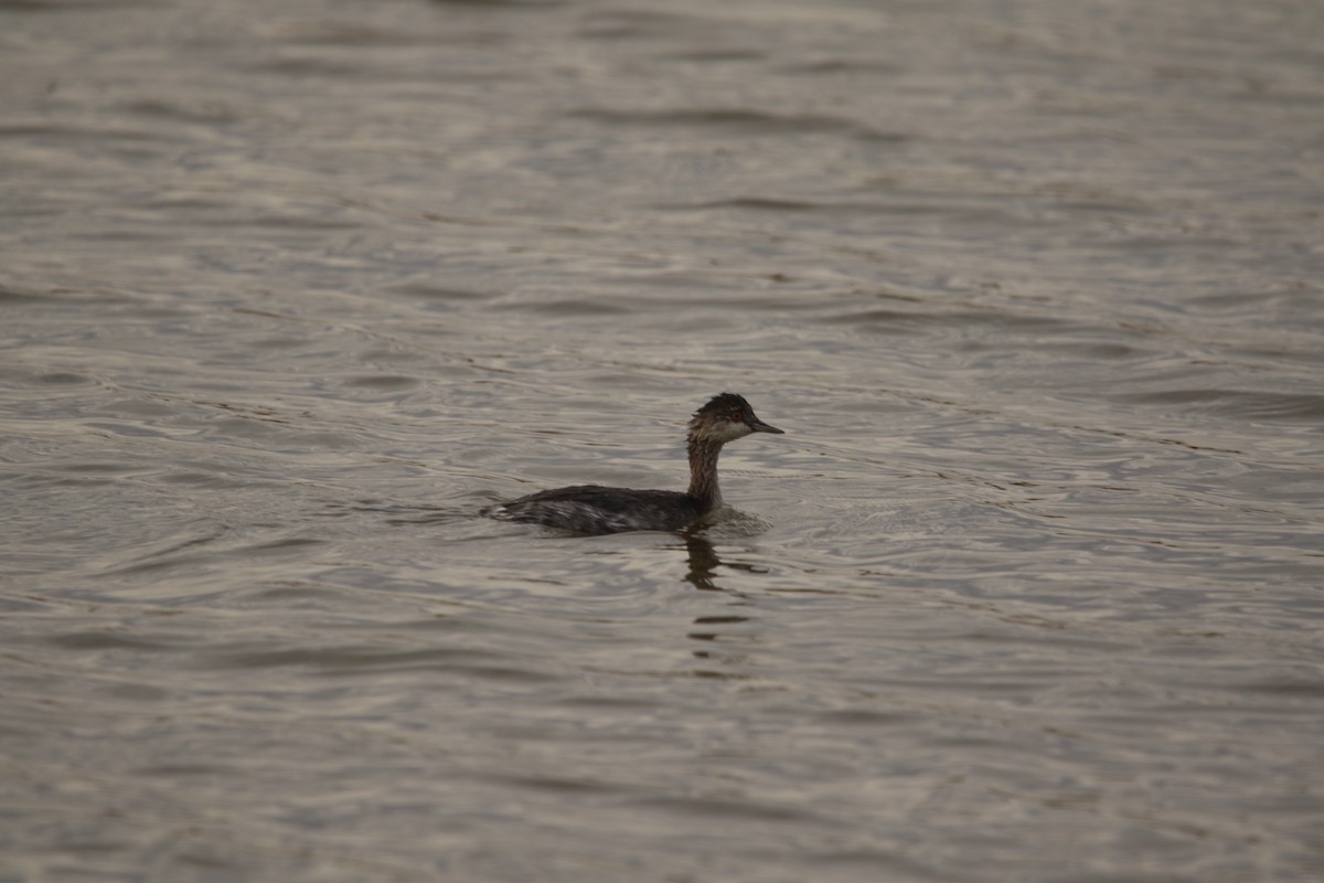 Eared Grebe - ML645515588