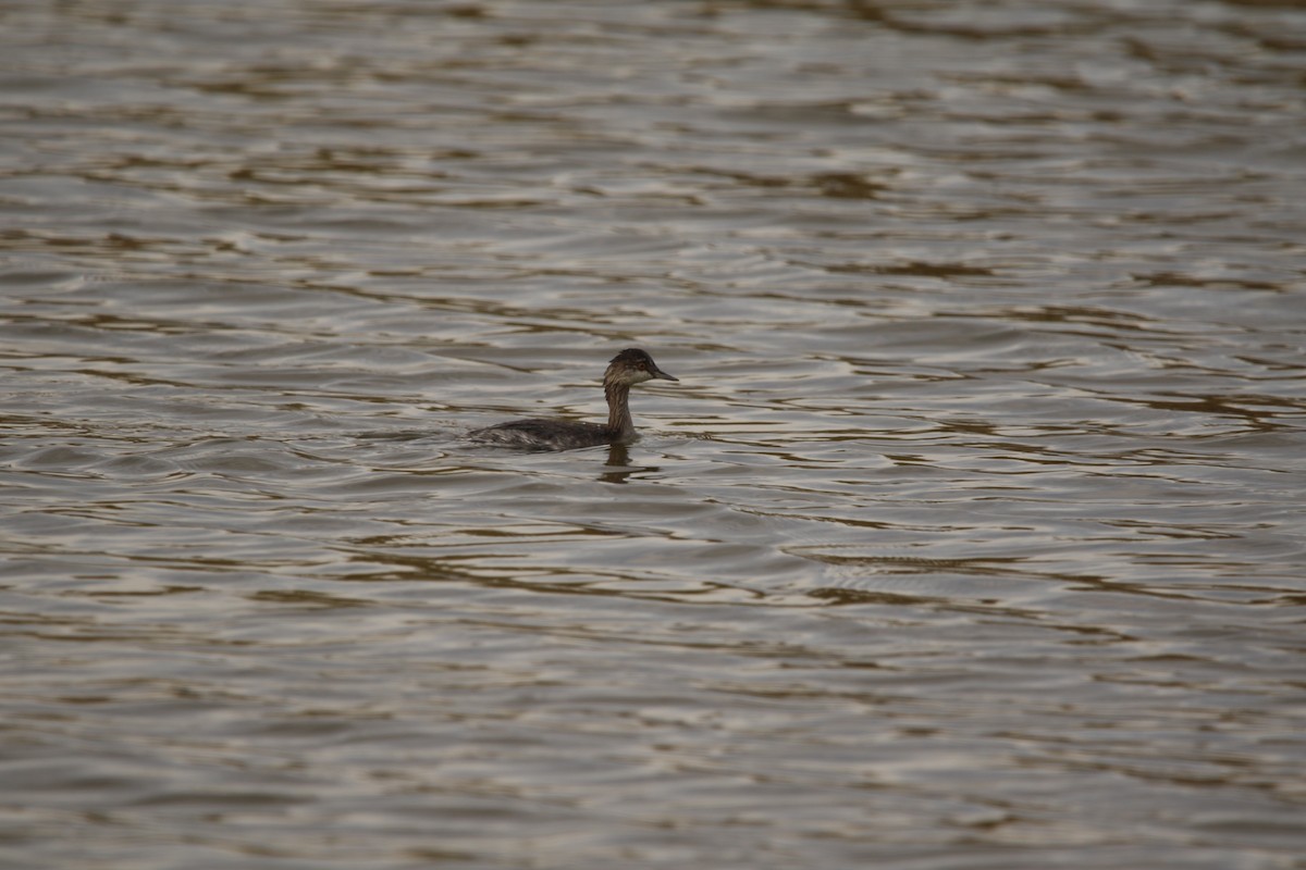 Eared Grebe - ML645515589