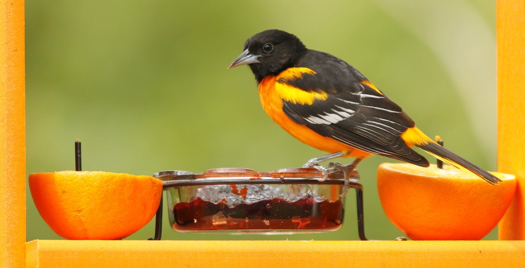 Baltimore Oriole - ML645515590