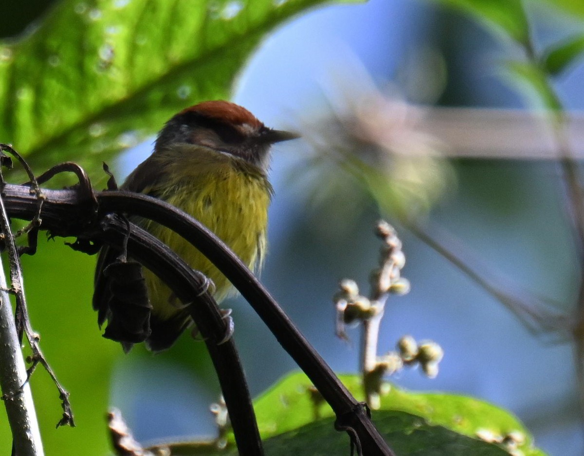Rufous-crowned Tody-Flycatcher - ML645515591