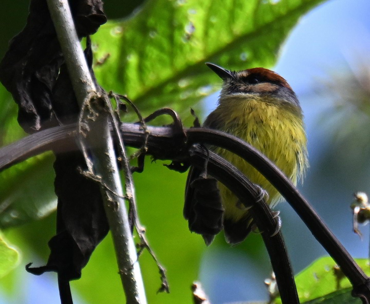 Rufous-crowned Tody-Flycatcher - ML645515592