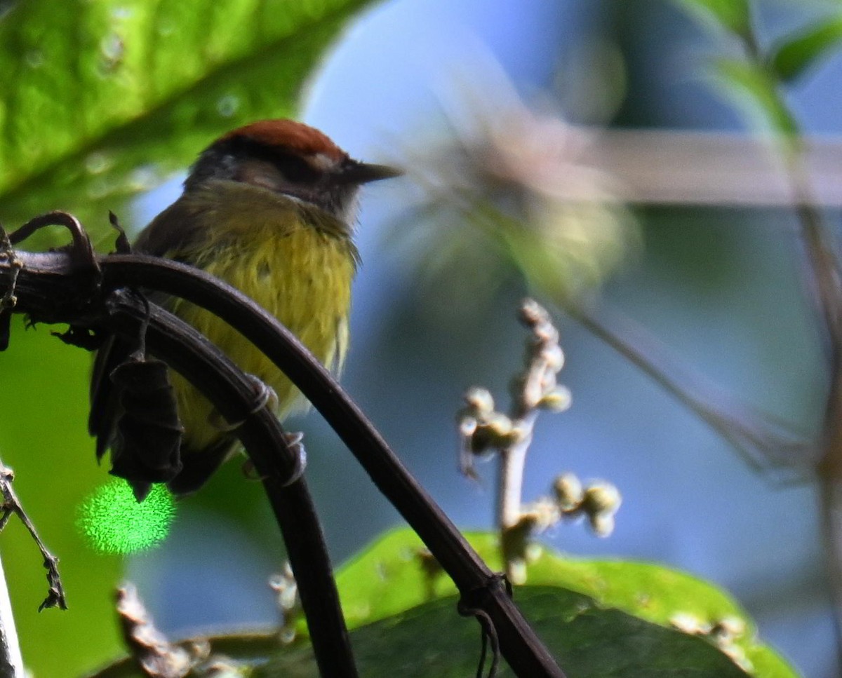 Rufous-crowned Tody-Flycatcher - ML645515593