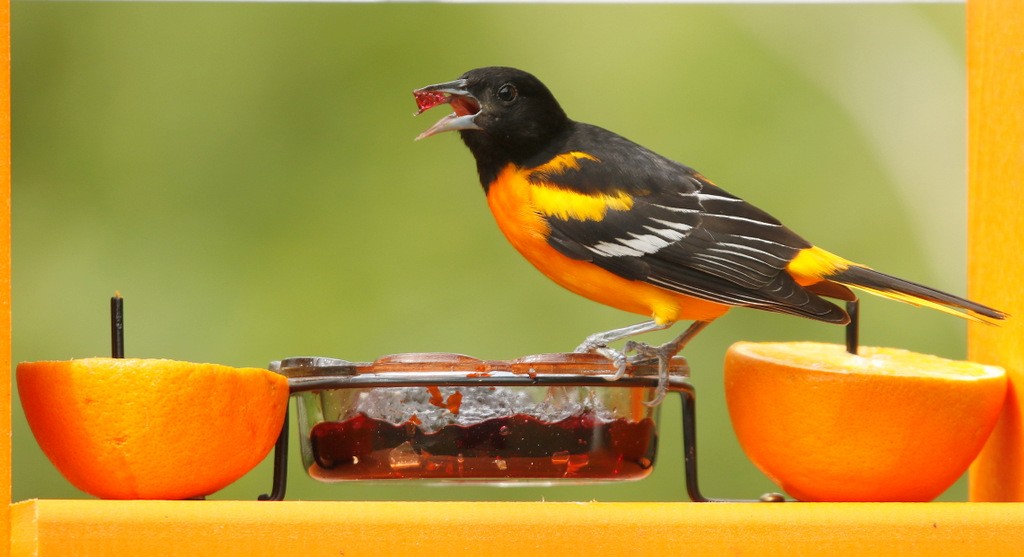 Baltimore Oriole - ML645515594
