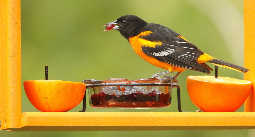 Baltimore Oriole - ML645515596