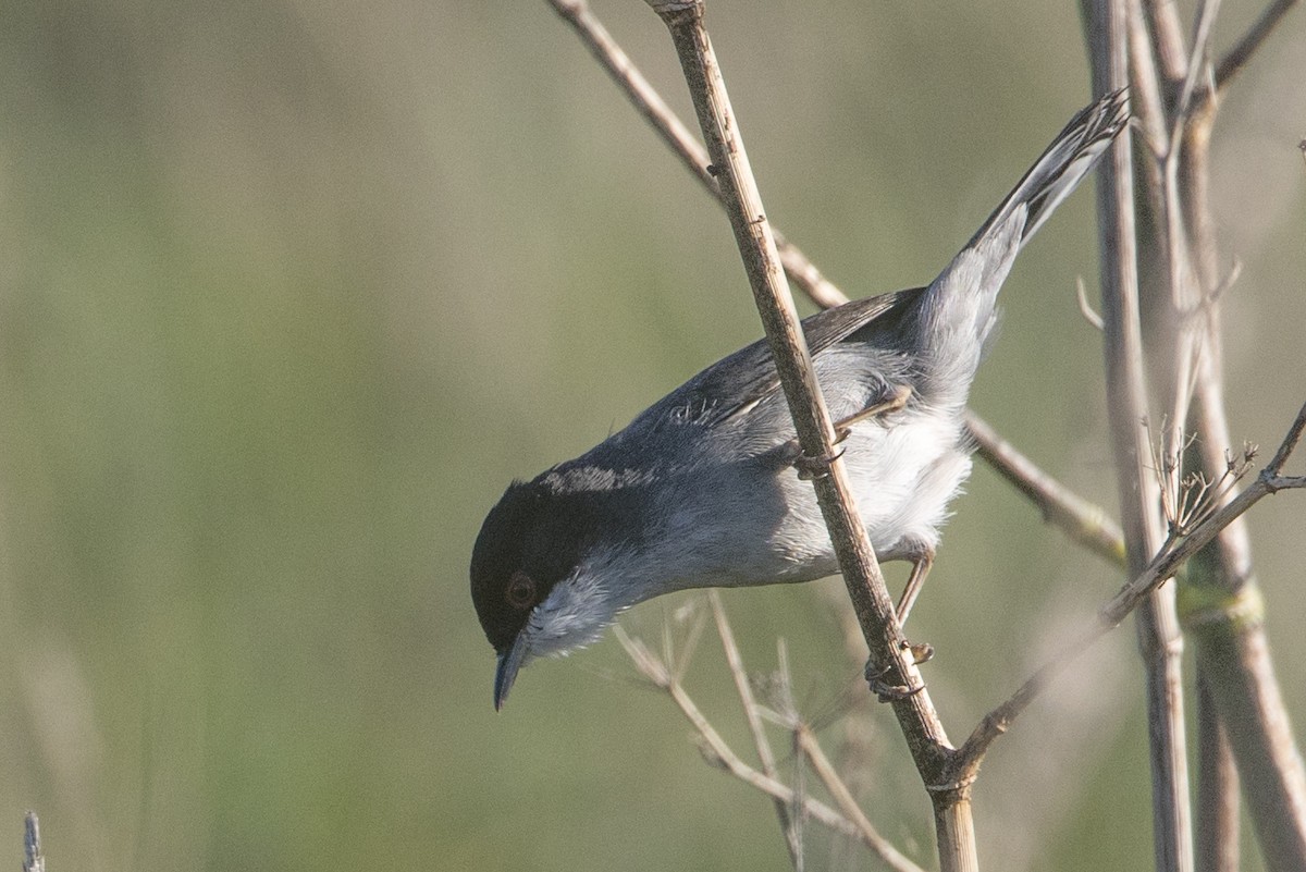 Sardinian Warbler - ML645515597