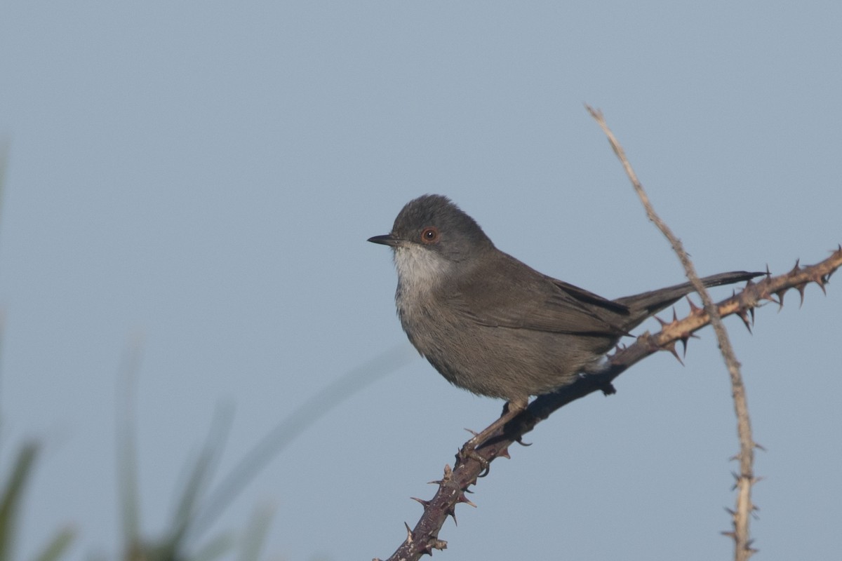 Sardinian Warbler - ML645515598