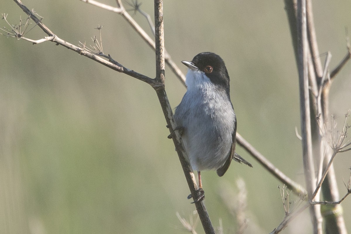 Sardinian Warbler - ML645515599