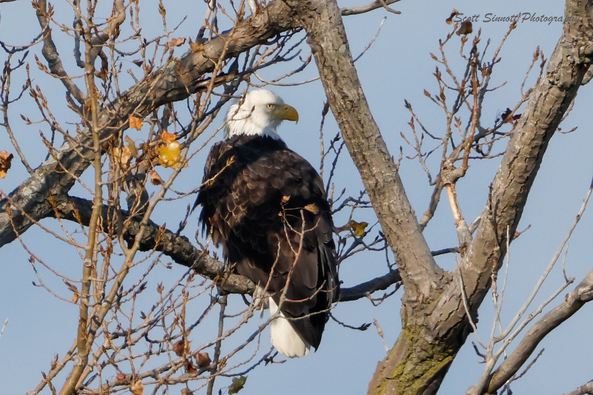 Bald Eagle - ML645515600
