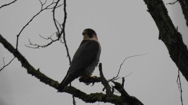 Belatz handia - ML645515601