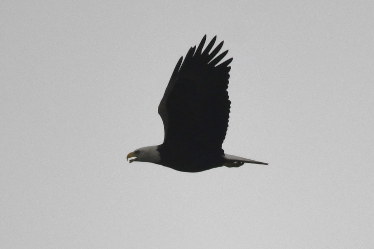 Bald Eagle - ML645515602