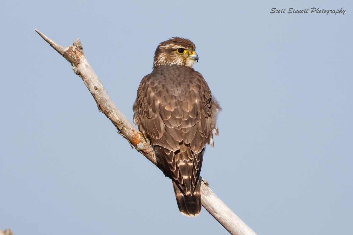 Merlin - ML645515603