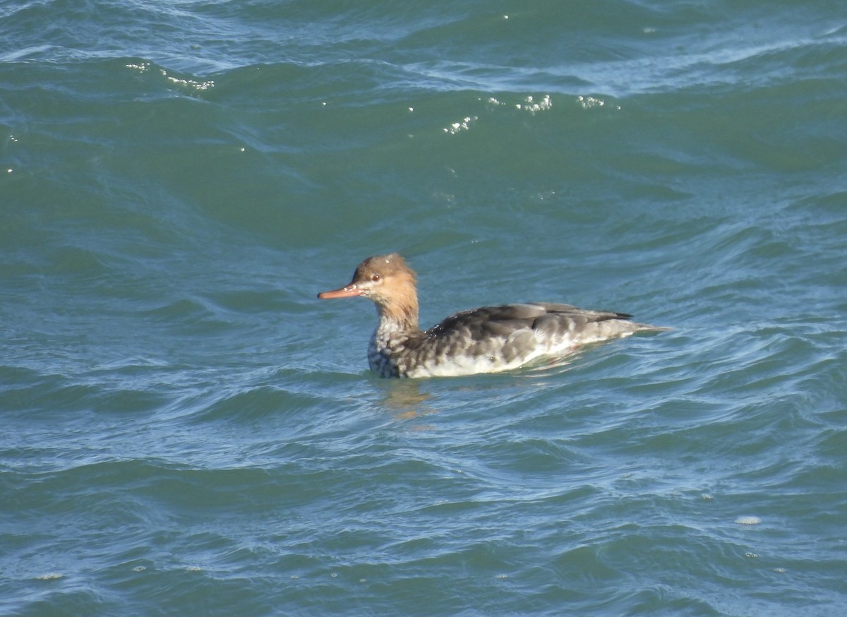 Red-breasted Merganser - ML645515604