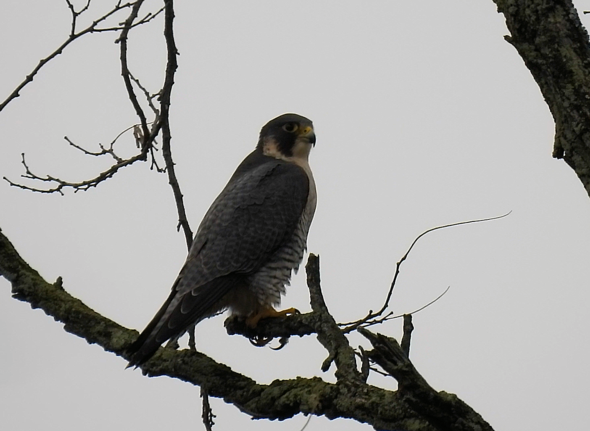 Peregrine Falcon - ML645515605