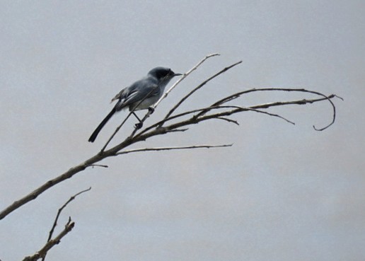 Masked Gnatcatcher - ML645515606
