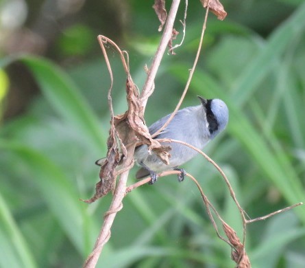 Masked Gnatcatcher - ML645515607