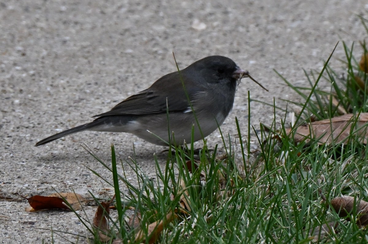 Dark-eyed Junco - ML645515608