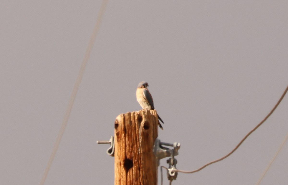 American Kestrel - ML645515610