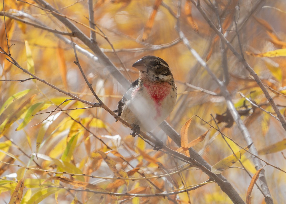 Rose-breasted Grosbeak - ML645515611