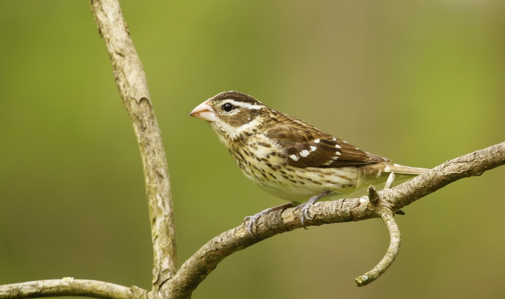Rose-breasted Grosbeak - ML645515612