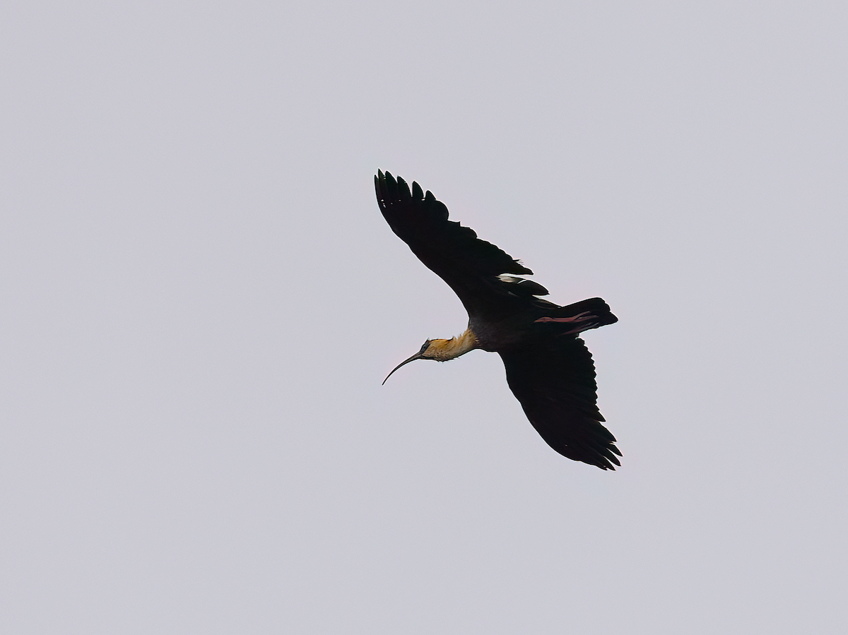 Buff-necked Ibis - ML645515613