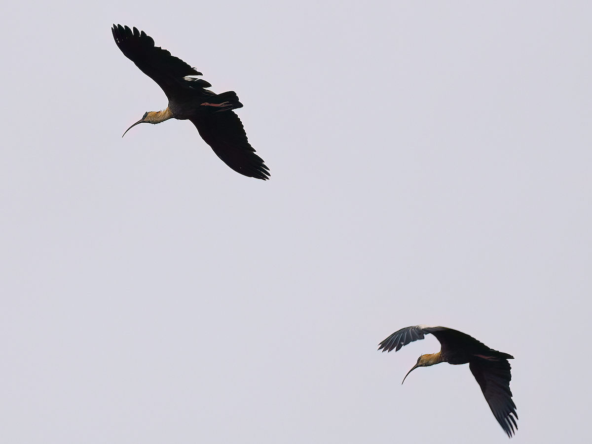 Buff-necked Ibis - ML645515614