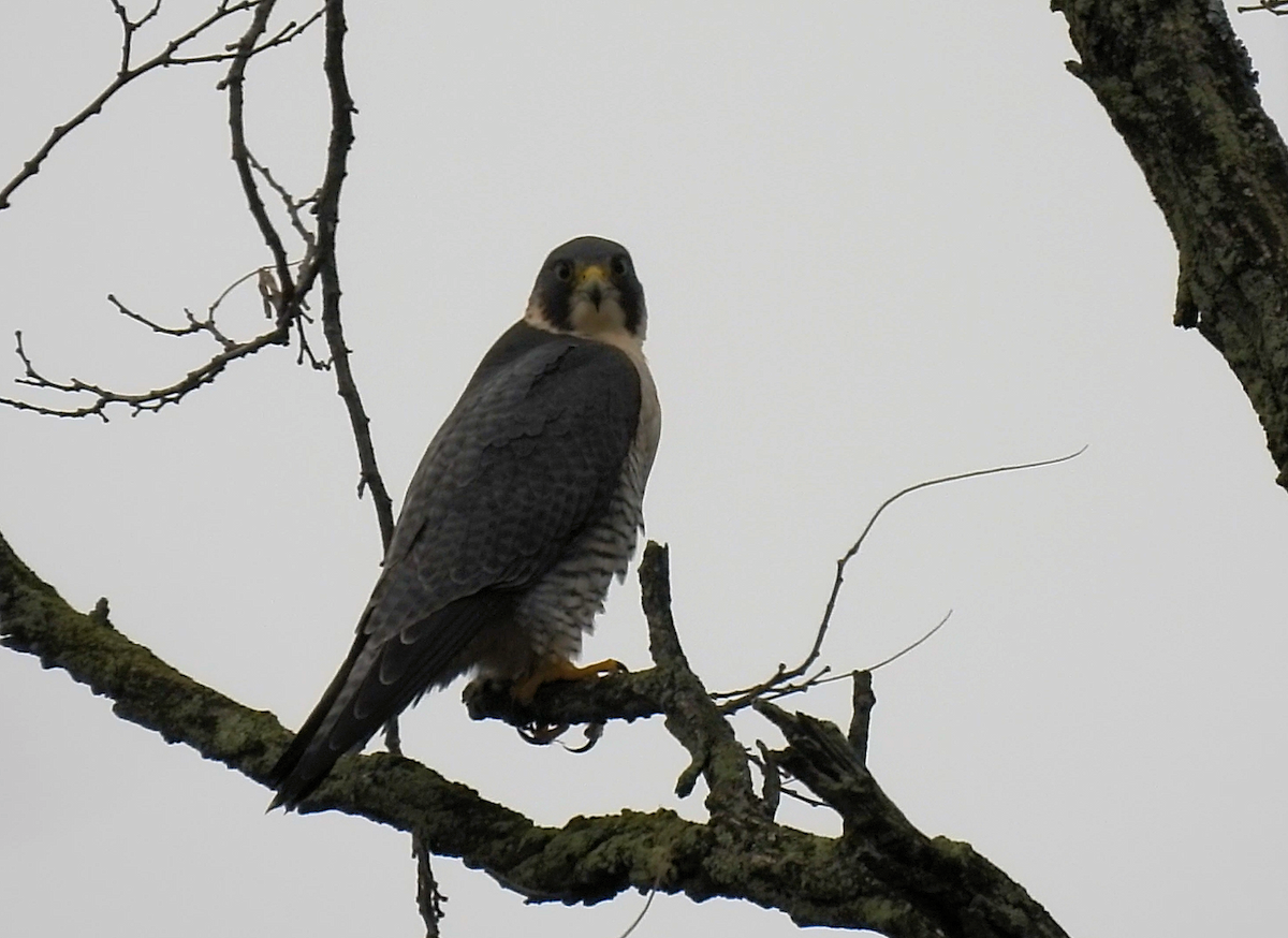 Peregrine Falcon - ML645515618