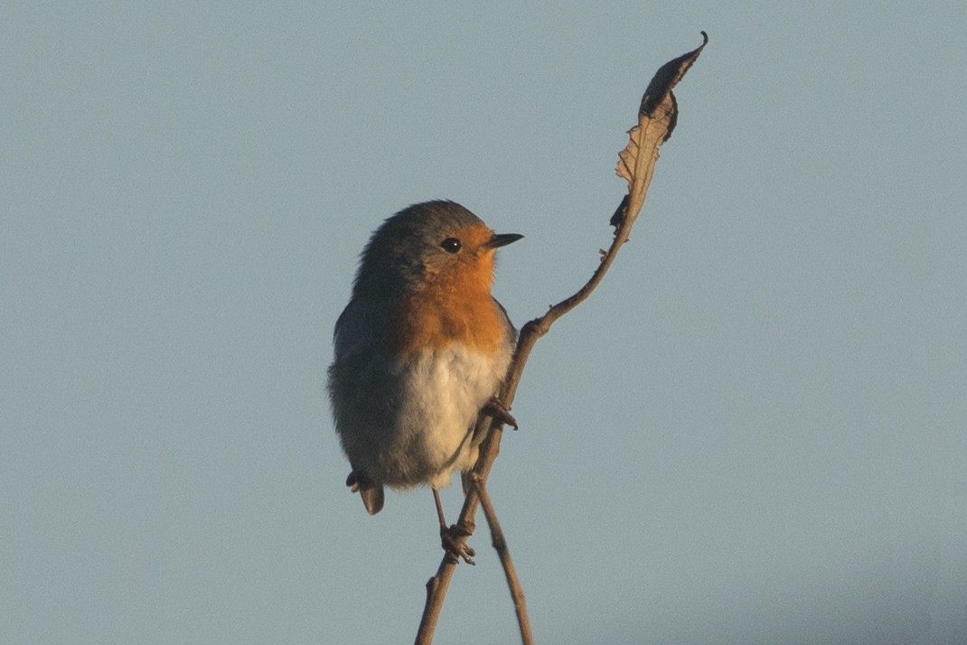 European Robin - ML645515619