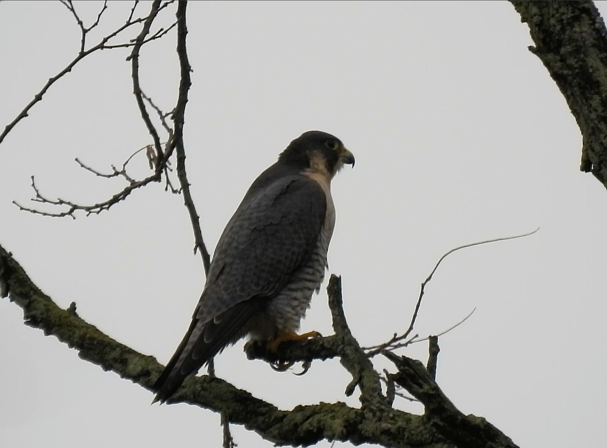 Peregrine Falcon - ML645515621