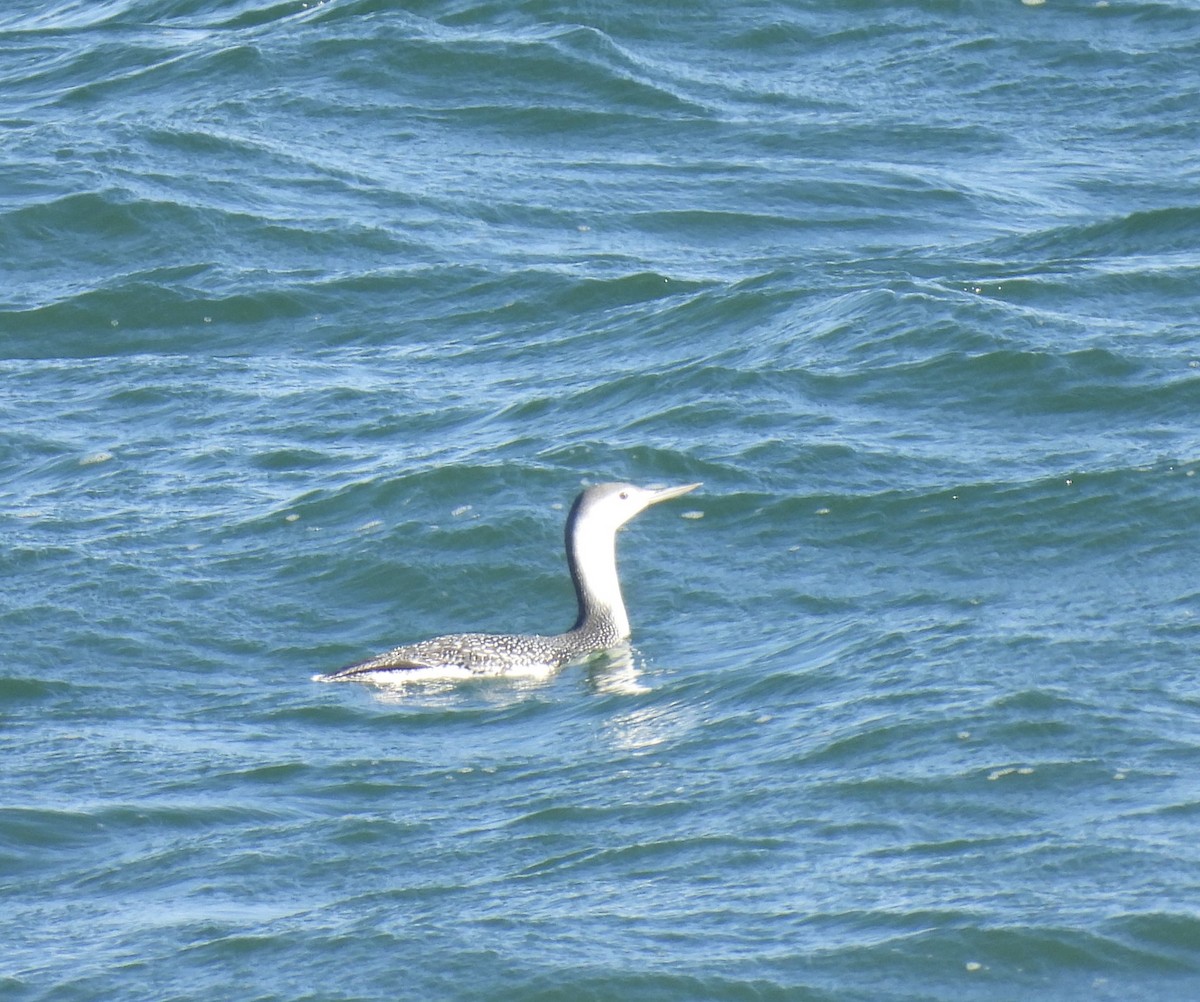 potáplice malá - ML645515626