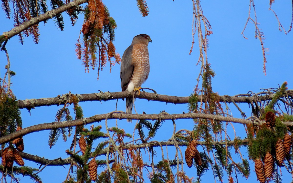 Cooper's Hawk - ML645515627
