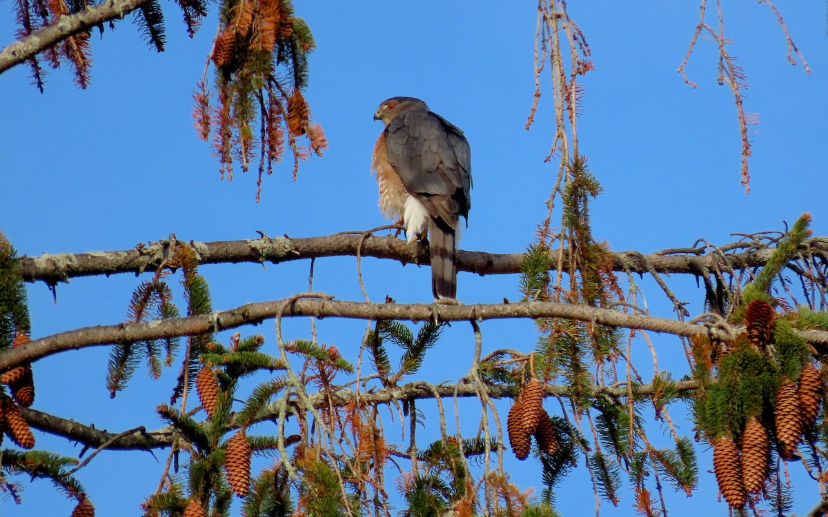 Cooper's Hawk - ML645515634