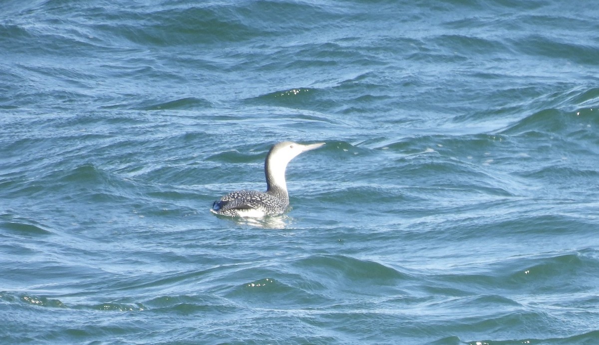 potáplice malá - ML645515637