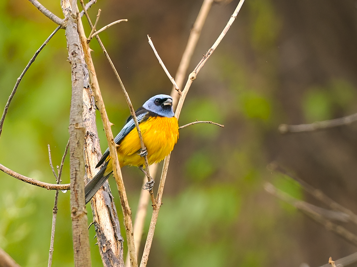 Blue-and-yellow Tanager - ML645515638