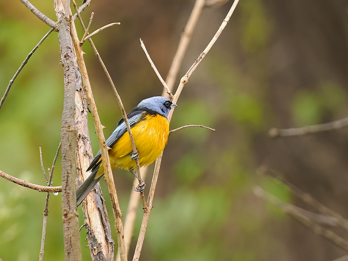 Blue-and-yellow Tanager - ML645515639