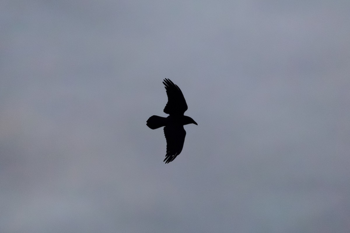 krkavec velký - ML645515641