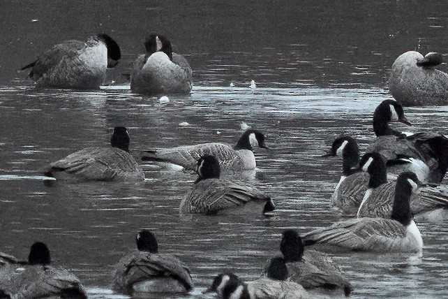 小加拿大雁 - ML645515643